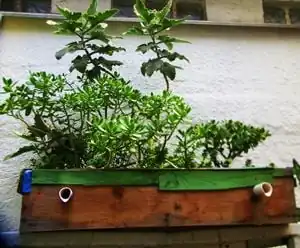 Dry loving cactus in planters with PVC drains at bottom