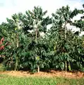 Coffee trees (Hawaii)