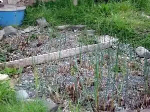 Fig 12: New green shoots and brown, senesced, cutback.