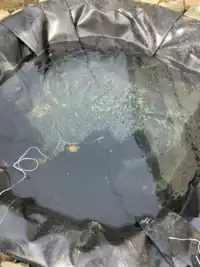 Image 5. No sun-- or full shade.