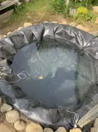 Image 7. More sun than image 6, but still not full sun.