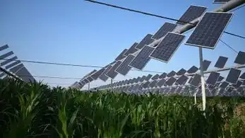 Ivey Energy Policy and Management Centre Agrivoltaics Conference