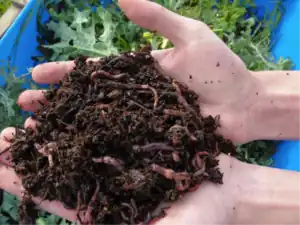 School Worm BinWorm bin for a school built from a 55 gallon drum