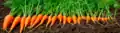 Carrots