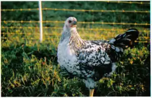 Wild Chick FarmA commercial pastured chicken operation in Arcata, California