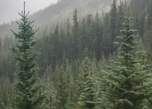 Yield and Toxin Analysis of Leaf Protein Concentrate from Common North American Coniferous Trees