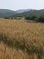 wheat field