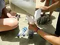 Filling bottles with sand