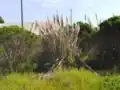 Fig 3: Pampas grass