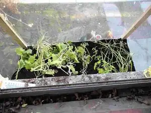 Greenhouse looking out to street from my room