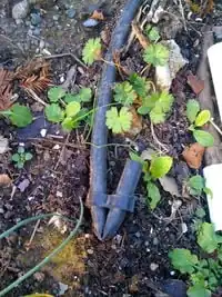 Figure 4: The hose clamp used for the gravity fed drip system.