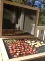 Inside the dehydrator with fruit and vegetables