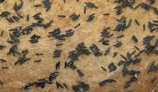 After a long waiting only I got this picture. These are not fresh. Otherwise they would have been snow-white. On closer look one can see eggs having lost whiteness but not yet become black.