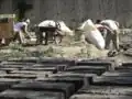 Fig 1b: Bricks drying, people working