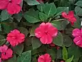 Impatiens