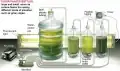 Algae Culture at Home