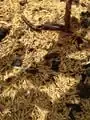 Rice husks used for mulching