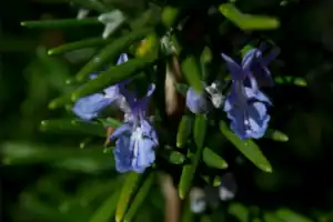 Rosemary flowers