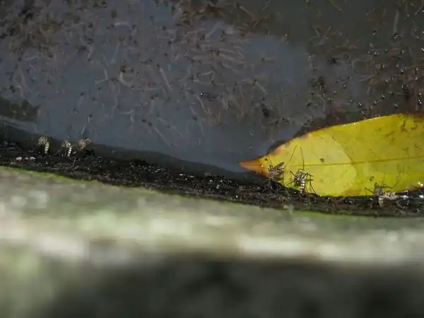 Mosquito experts opine that Aedes is the only container breeder species. See here 6 Culex females doing it in a row