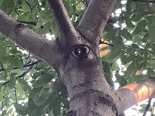 Tree showing white fungus where branch removed