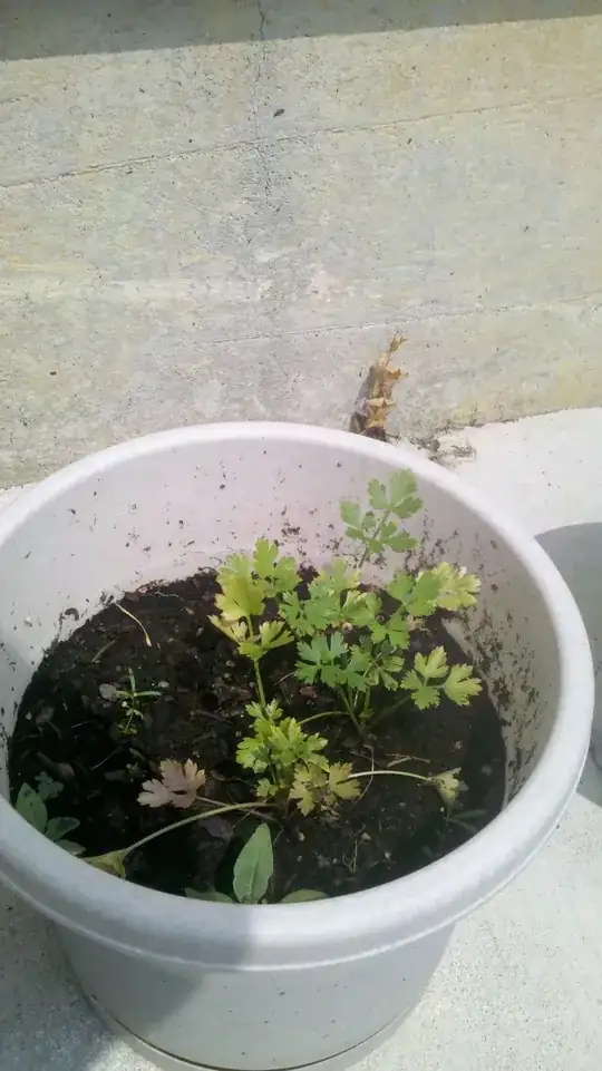 Parsley is not very tall