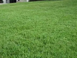 Cool-season lawn