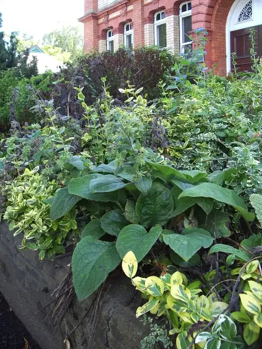 Green Alkanet - one or two still flowering in background