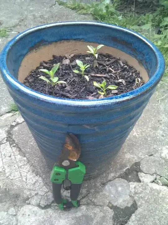 small chili plants growing in a pot