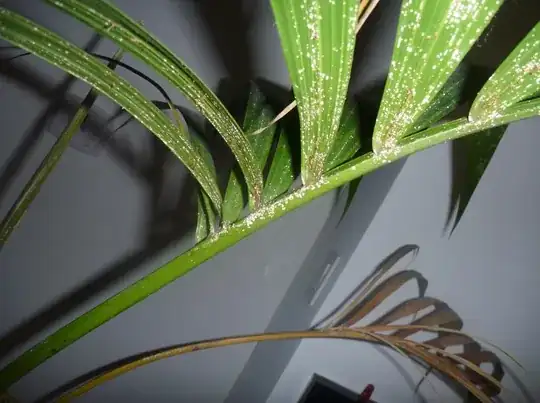 white dots on palm tree