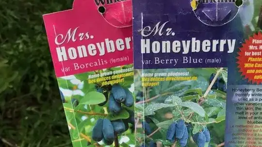 Mr. and Mrs. Honeyberry
