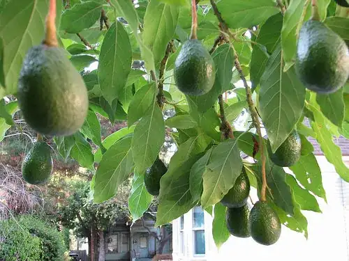 avocados in tree