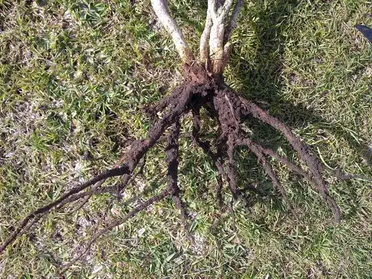 Japenese box hedge extracted