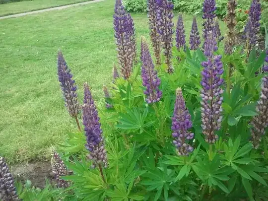 The same Lupins in late May 2012