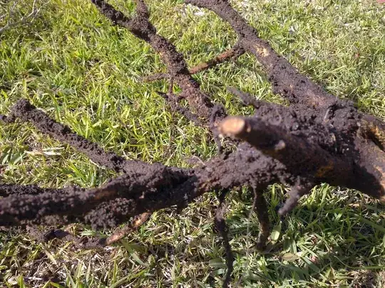 Japenese box hedge root cross-section