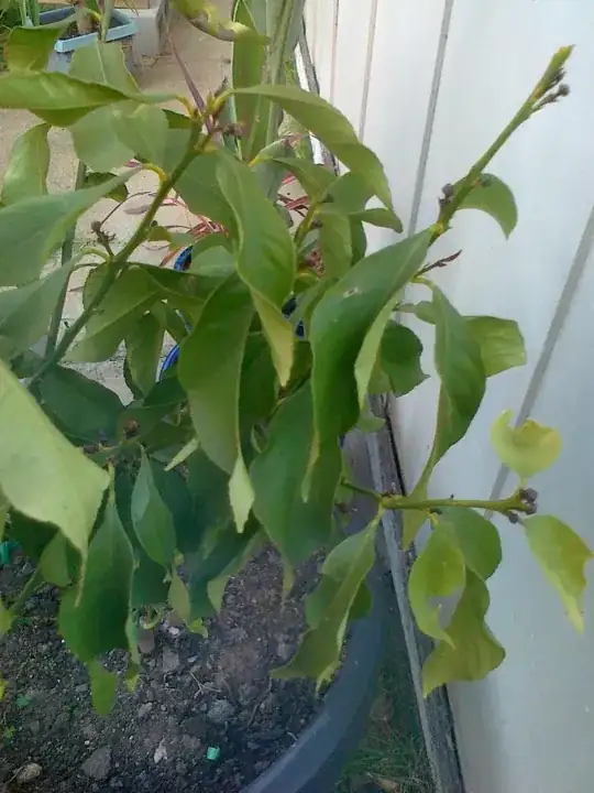 Another close up of the leaves