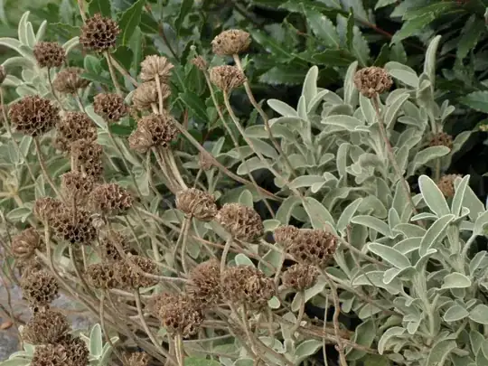 Phlomis fruticosa