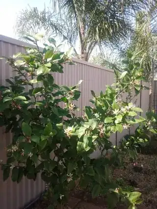 Palm is also close to citrus tree in foreground