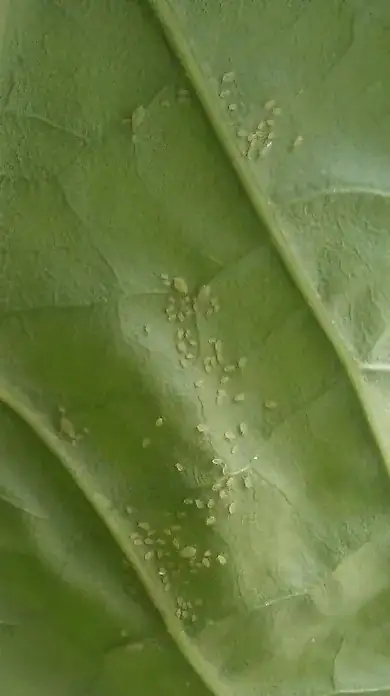 The back of the single leaf that might have eggs on it?