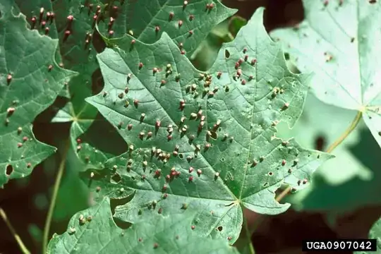 Gall Mites nymphing it up on a maple leaf