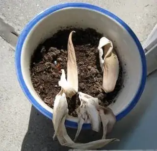 Picture of wilted tulips