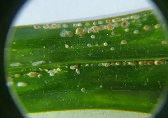 zoom in on white dots on palm tree