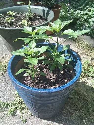 Chili peppers in a pot