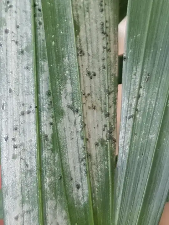 Areca leaves with white patches and small black marks