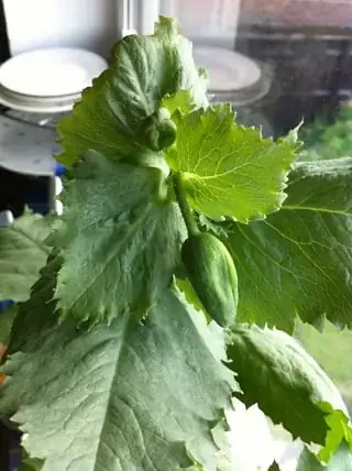 Unidentified Plant 1