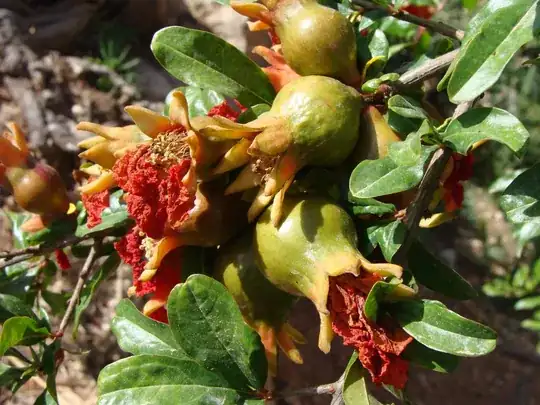 Pomegranate cluster