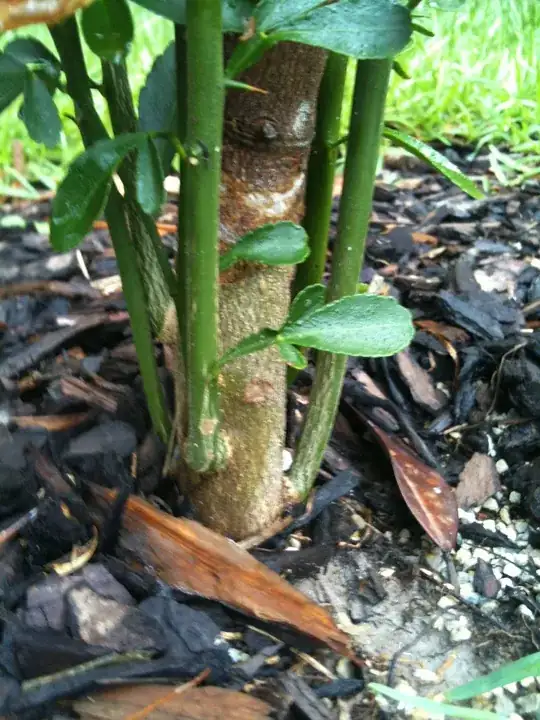 Picture of the base of the lime tree