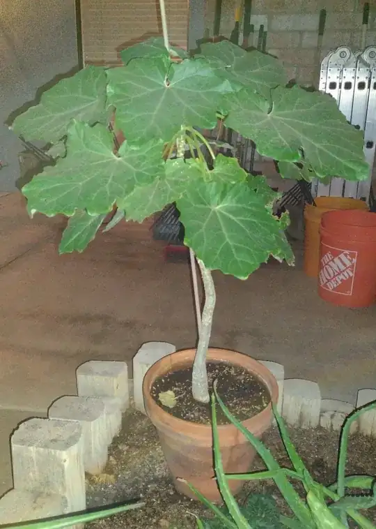 Broad-leafed potted tree