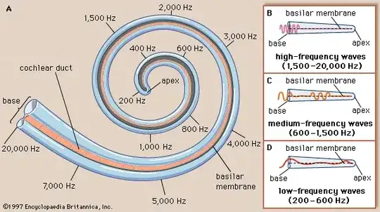 The hairs vibrate in various ways in respond to the resonance in the cochlear fluid.