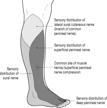 Superficial fibular nerve distribution