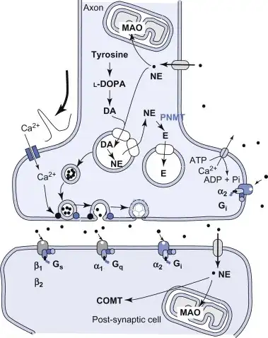 Adrenergic receptors